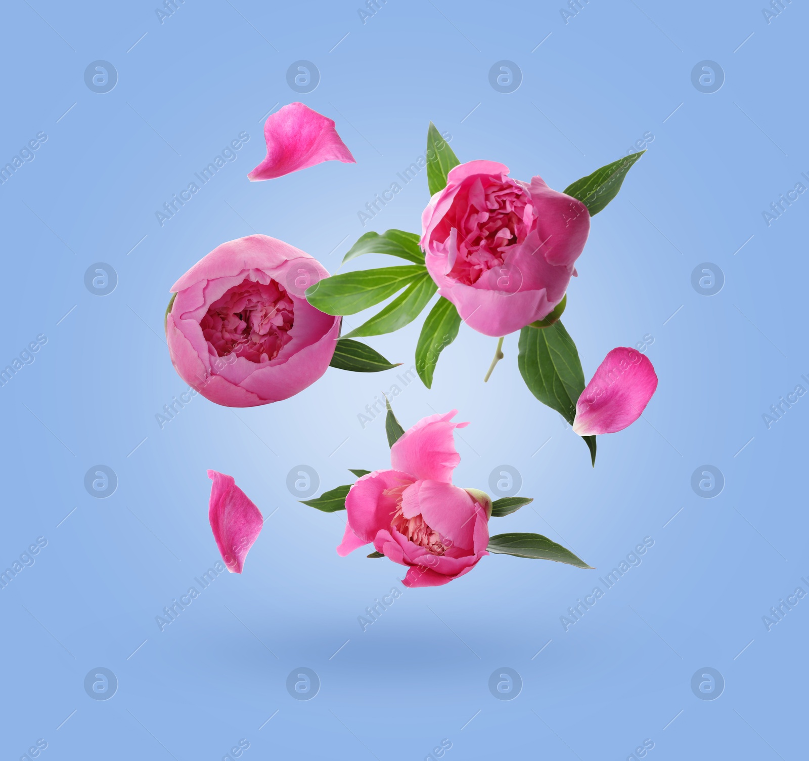 Image of Beautiful pink peony flowers and petals in air against light blue gradient background