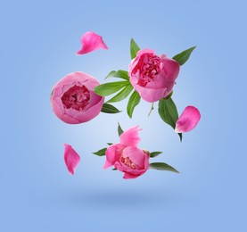 Image of Beautiful pink peony flowers and petals in air against light blue gradient background