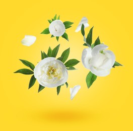 Image of Beautiful white peony flowers and petals in air against yellow background