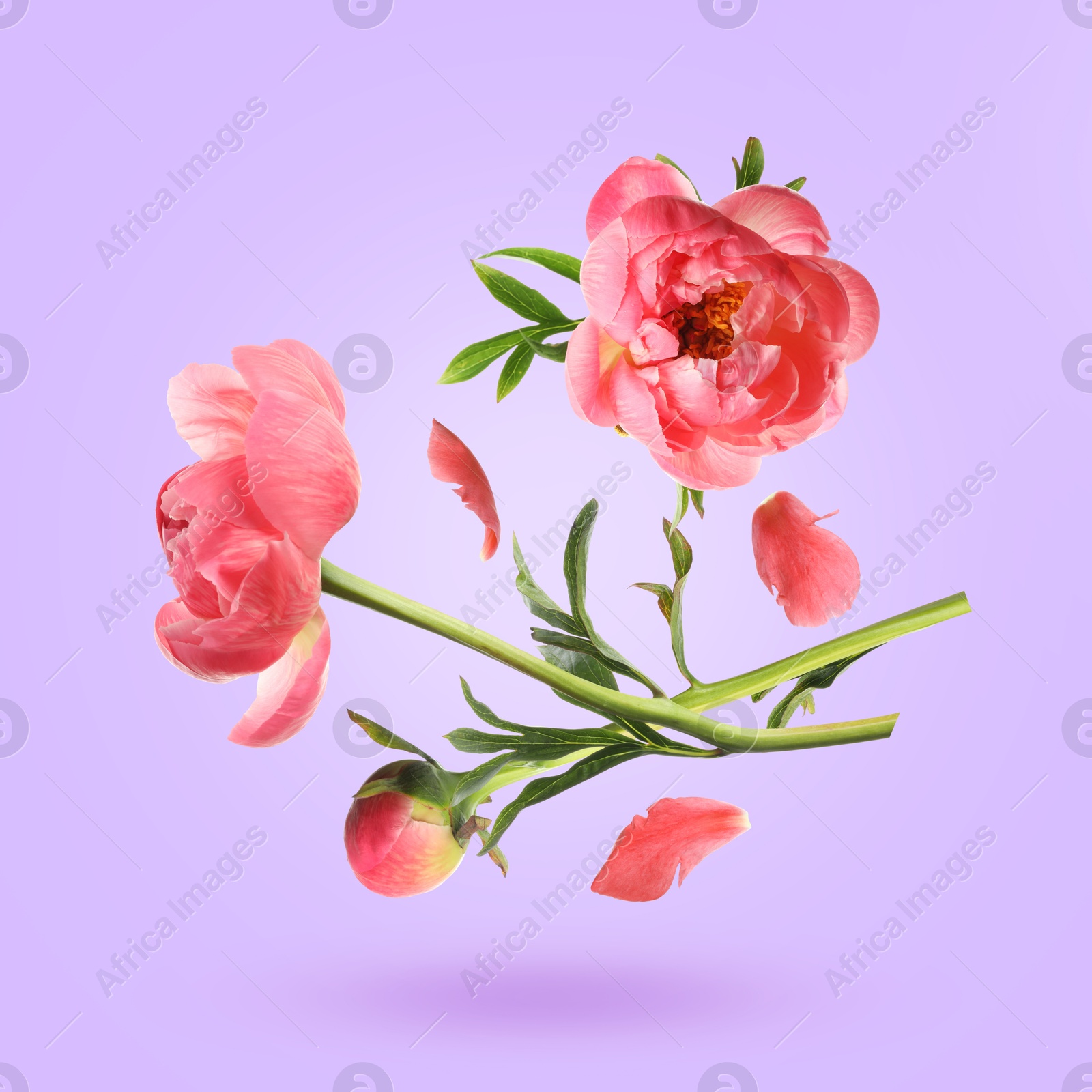 Beautiful peony flowers and petals in air against lavender color background Image of Beautiful peony flowers and petals in air against lavender color background
