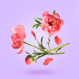 Image of Beautiful peony flowers and petals in air against lavender color background