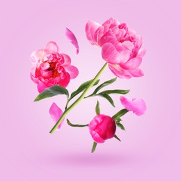 Image of Aromatic peony flowers and petals in air against violet gradient background