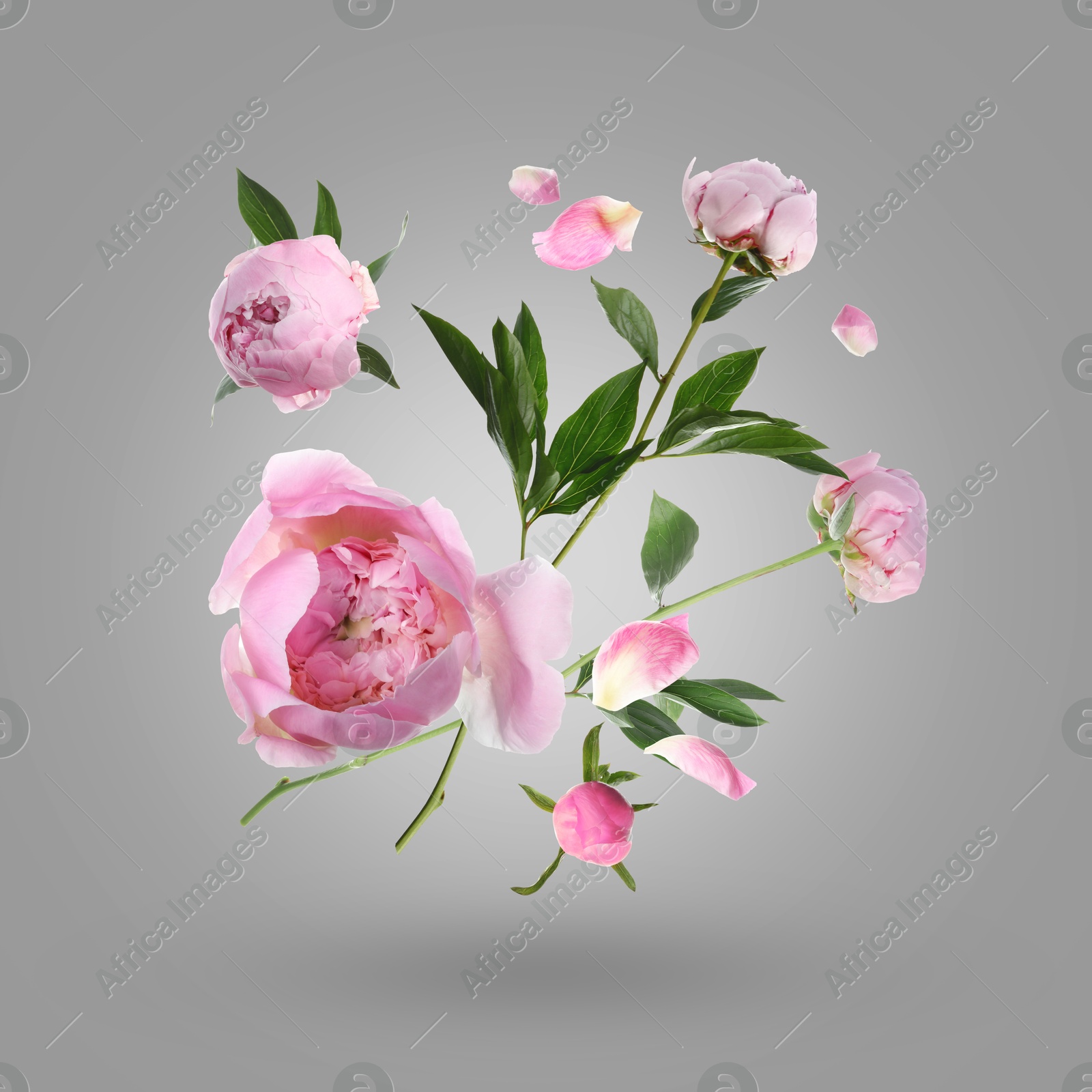 Beautiful pink peony flowers and petals in air against grey gradient background Image of Beautiful pink peony flowers and petals in air against grey gradient background