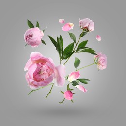 Image of Beautiful pink peony flowers and petals in air against grey gradient background