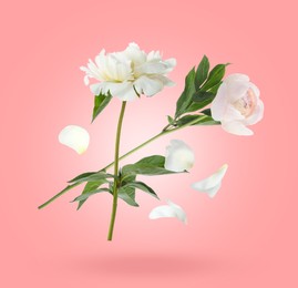 Image of Beautiful white peony flowers and petals in air against pink gradient background