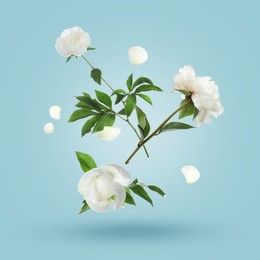 Image of Beautiful white peony flowers and petals in air against light blue background