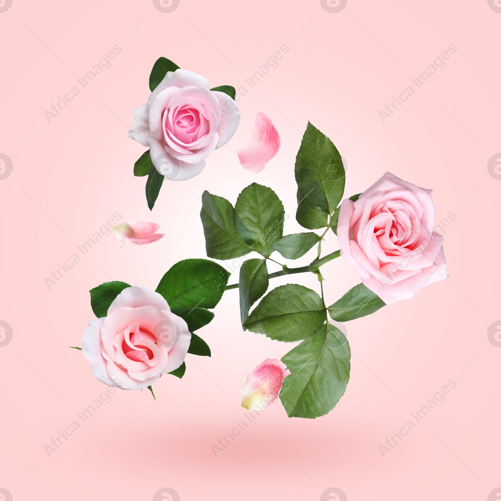 Beautiful roses and petals in air on pink gradient background Image of Beautiful roses and petals in air on pink gradient background