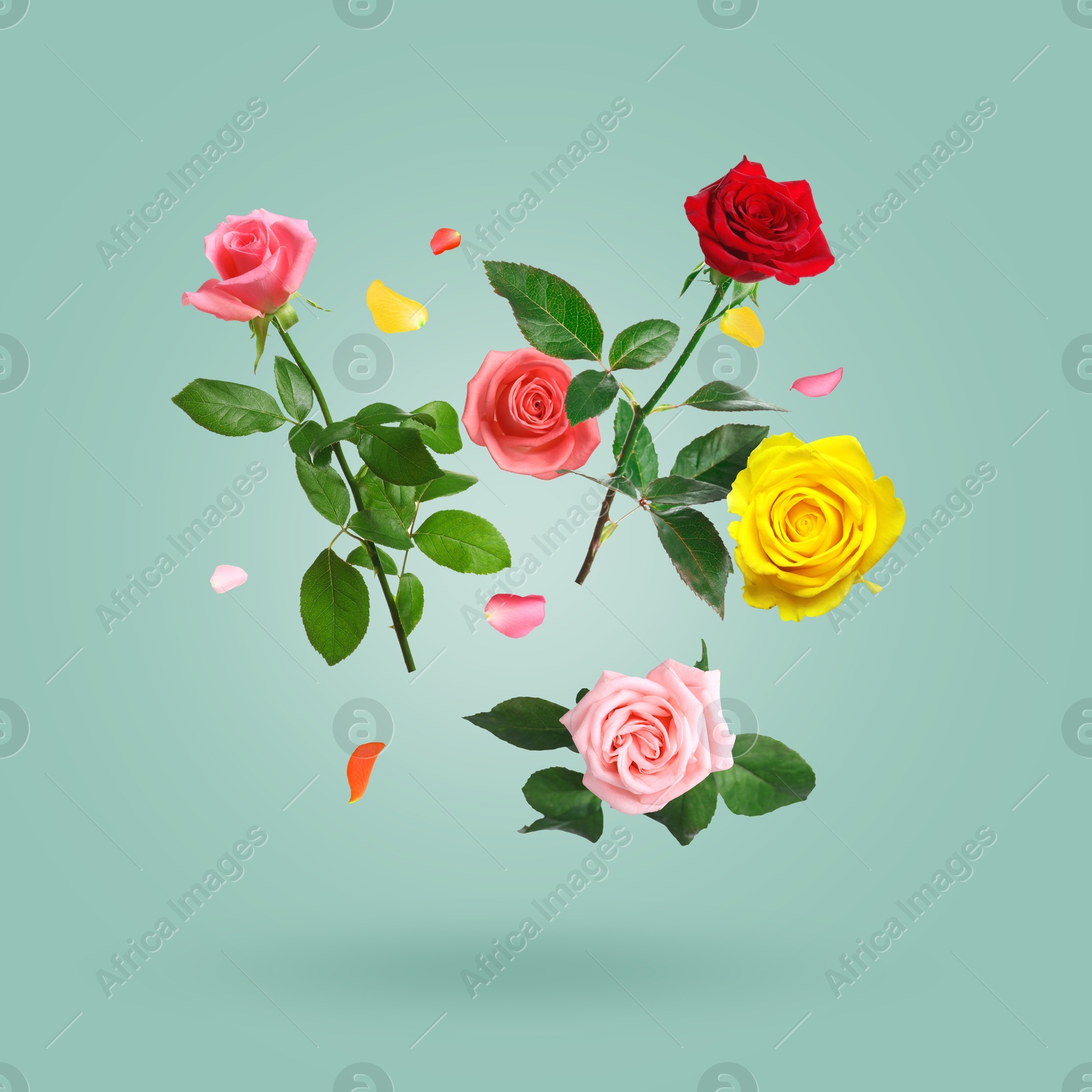Beautiful roses and petals in air against greyish teal background Image of Beautiful roses and petals in air against greyish teal background