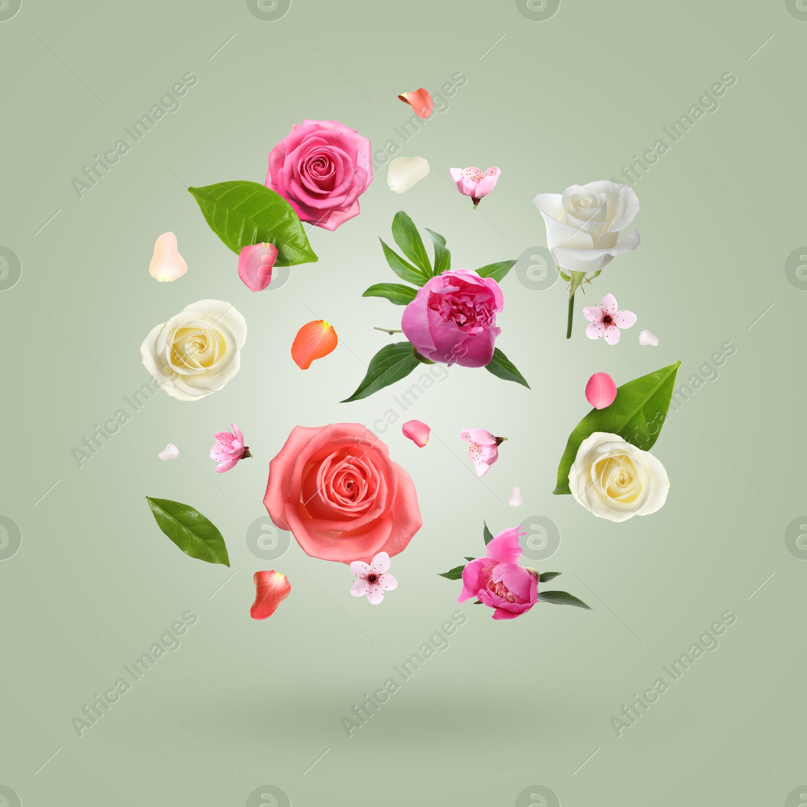 Beautiful flowers and petals in air against green grey gradient background Image of Beautiful flowers and petals in air against green grey gradient background