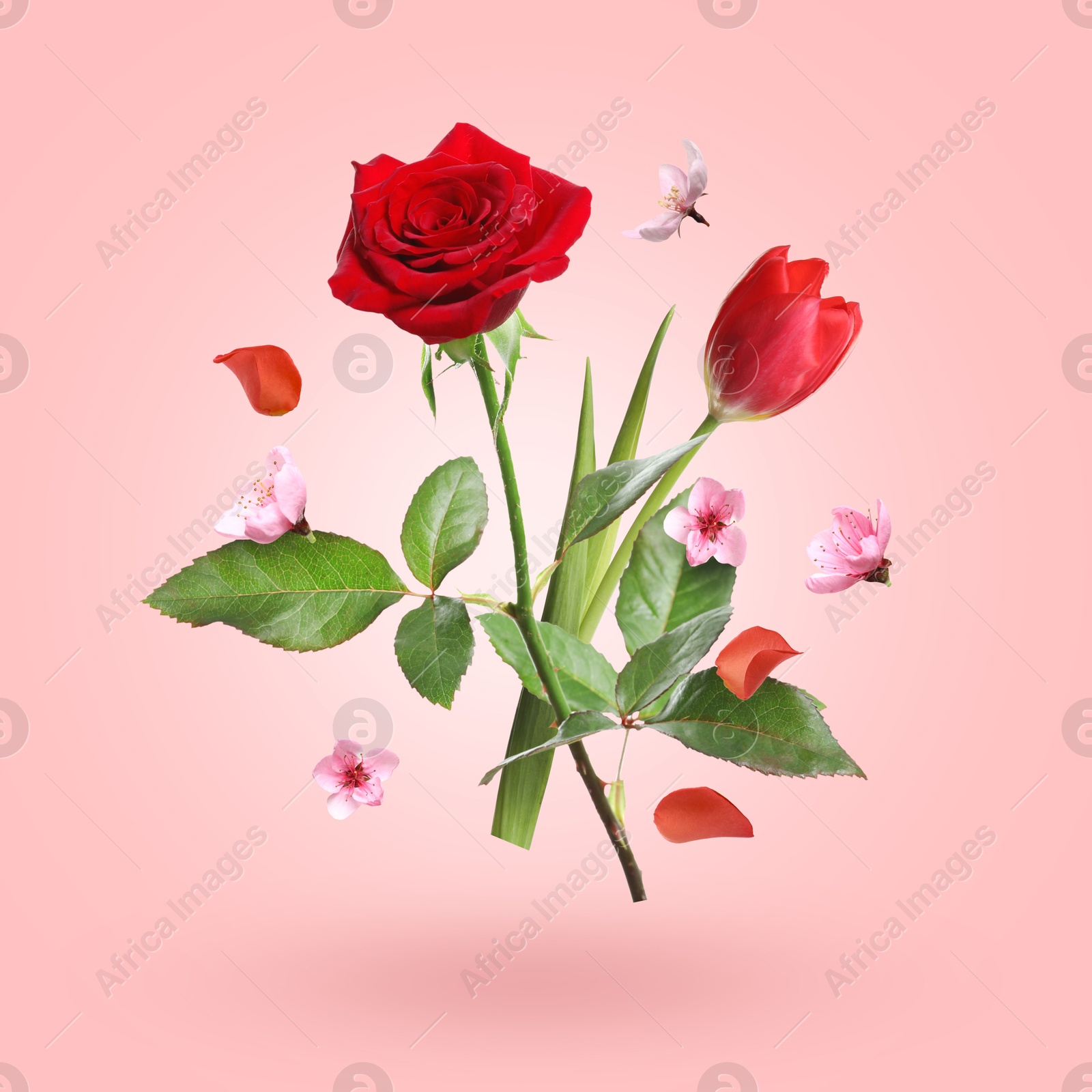 Aromatic flowers and petals in air against pink gradient background Image of Aromatic flowers and petals in air against pink gradient background