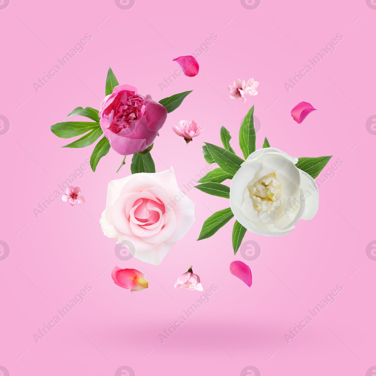 Aromatic flowers and petals in air against pink background Image of Aromatic flowers and petals in air against pink background