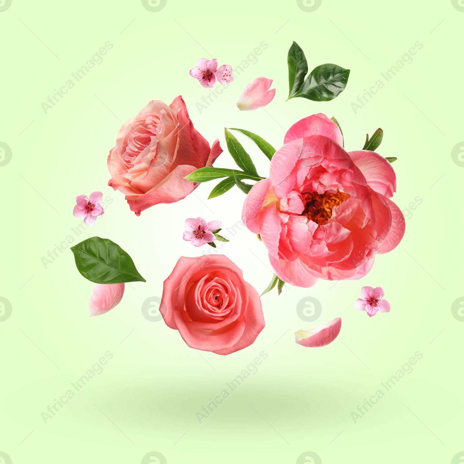 Beautiful flowers and petals in air against light green background Image of Beautiful flowers and petals in air against light green background