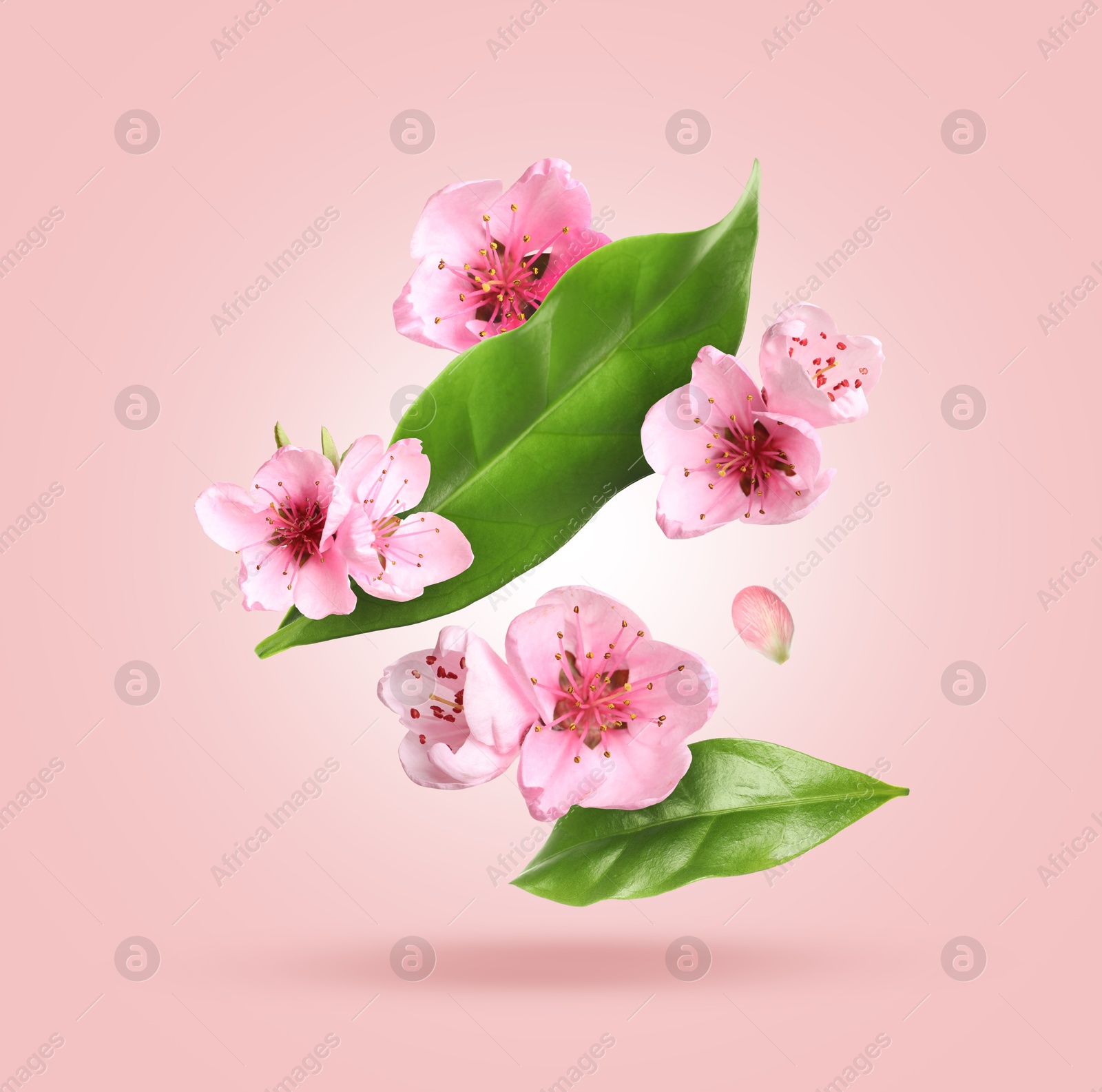 Image of Beautiful spring flowers and green leaves falling against pink gradient background