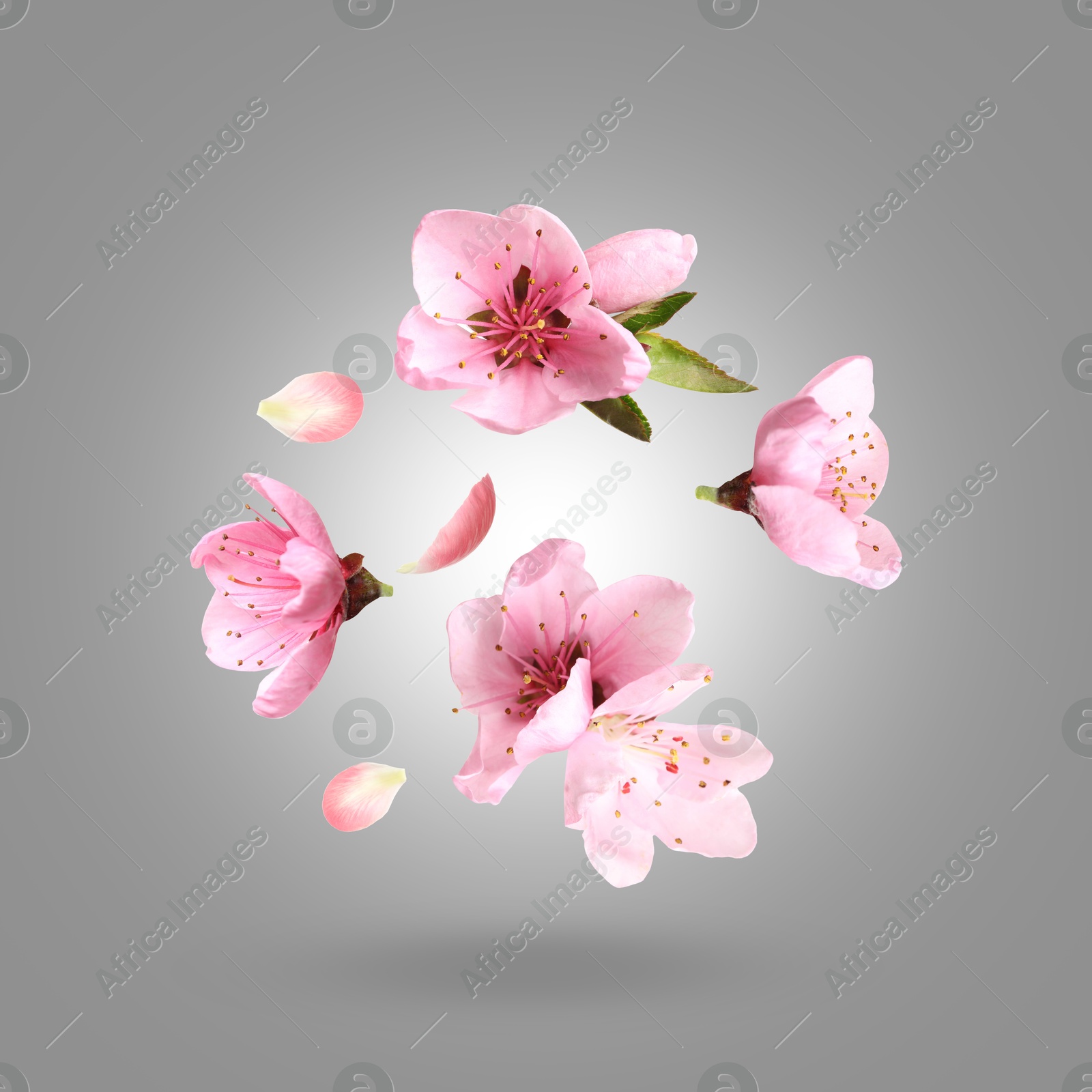 Image of Beautiful spring flowers and petals falling against grey gradient background