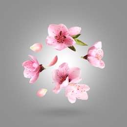 Image of Beautiful spring flowers and petals falling against grey gradient background