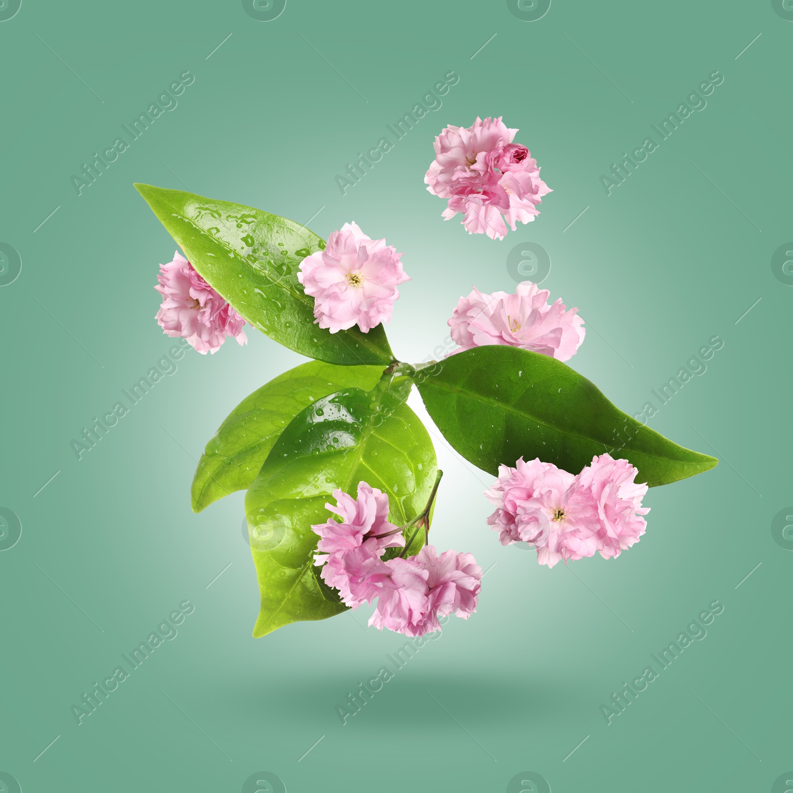Beautiful pink flowers and green leaves in air against green gradient background Image of Beautiful pink flowers and green leaves in air against green gradient background