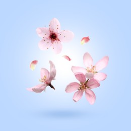 Image of Beautiful spring flowers and petals falling against light blue gradient background