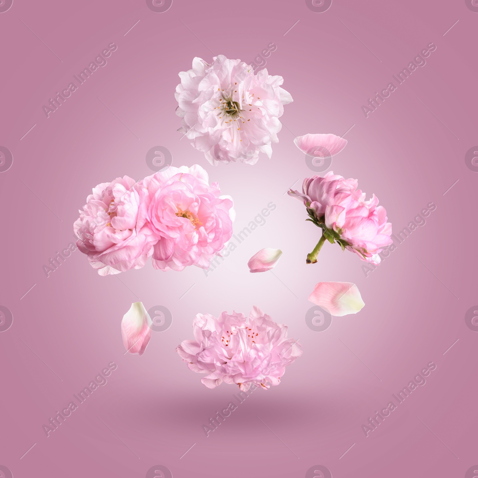 Beautiful pink flowers and petals in air against violet gradient background Image of Beautiful pink flowers and petals in air against violet gradient background
