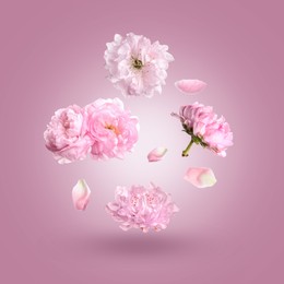 Image of Beautiful pink flowers and petals in air against violet gradient background