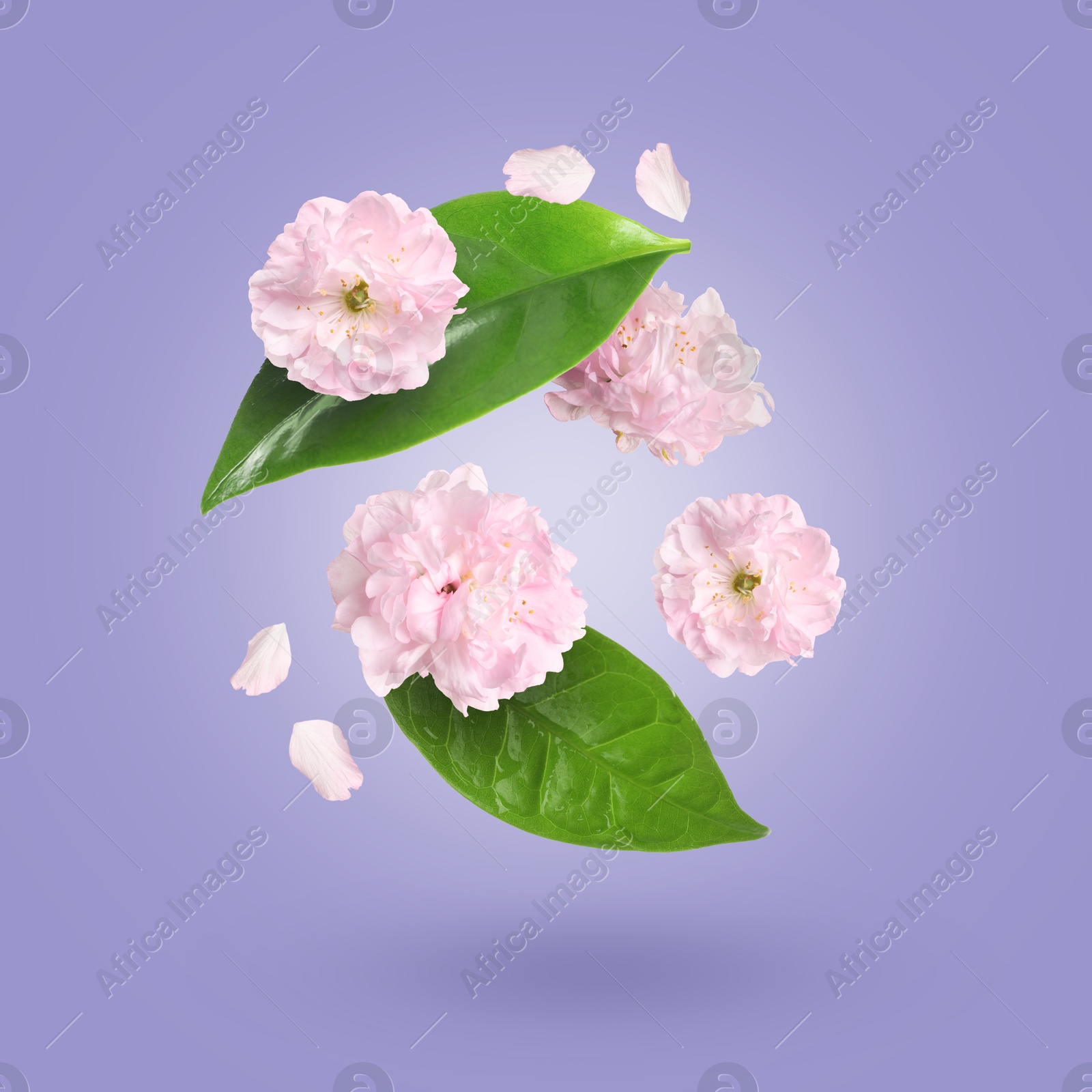 Image of Beautiful pink flowers and petals in air against light purple gradient background