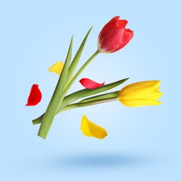 Image of Beautiful tulip flowers and petals falling against light blue background
