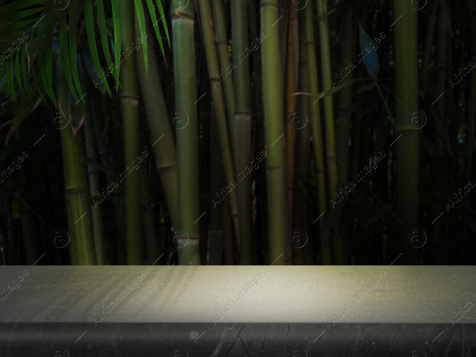 Grey table in jungle. Empty surface against bamboo stalks. Poster with space for design Image of Grey table in jungle. Empty surface against bamboo stalks. Poster with space for design