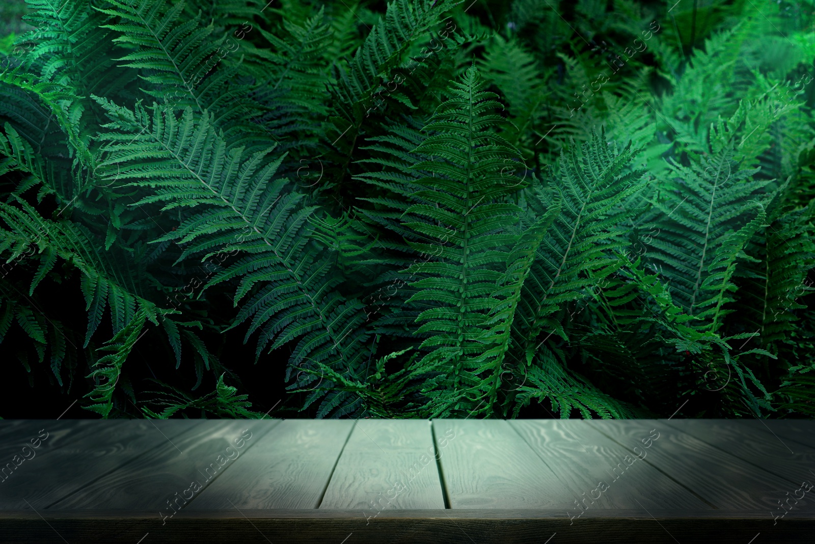 Grey table in jungle. Empty wooden surface against green fern leaves. Poster with space for design Image of Grey table in jungle. Empty wooden surface against green fern leaves. Poster with space for design