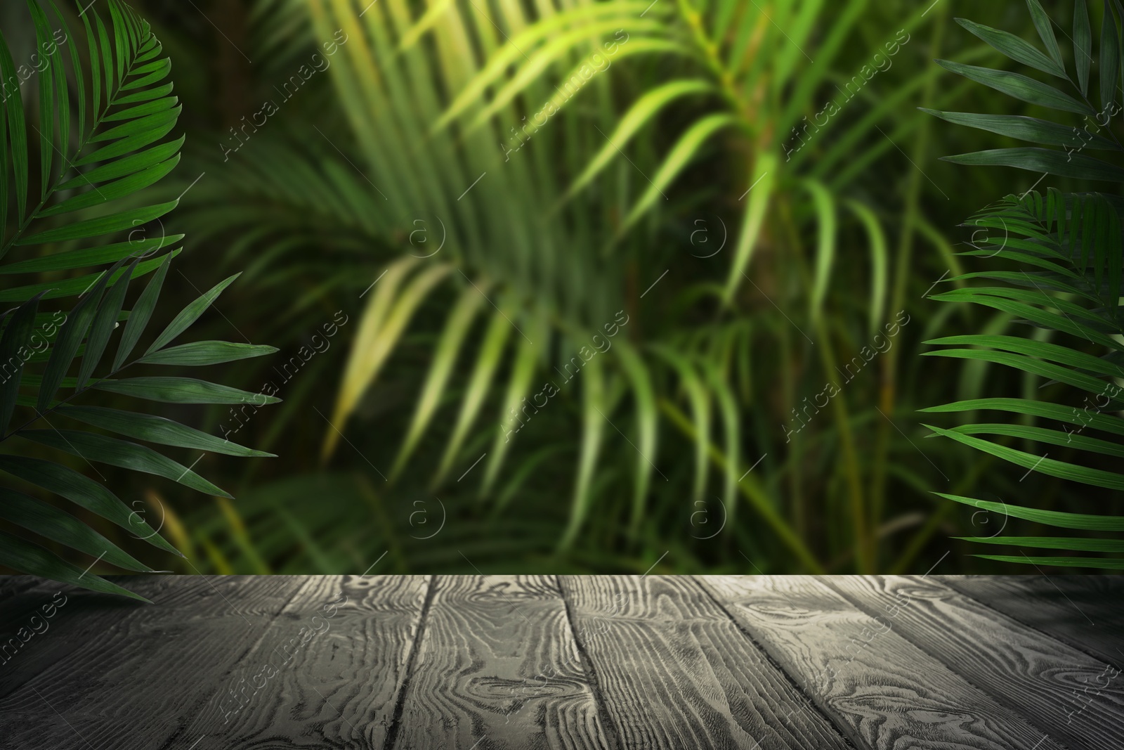 Grey table in jungle. Empty wooden surface against tropical plants with green leaves. Poster with space for design Image of Grey table in jungle. Empty wooden surface against tropical plants with green leaves. Poster with space for design