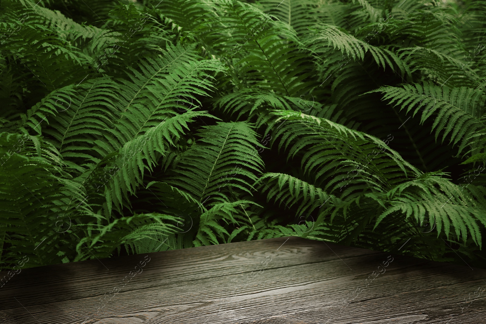 Wooden table in jungle. Empty surface among green fern leaves. Poster with space for design Image of Wooden table in jungle. Empty surface among green fern leaves. Poster with space for design