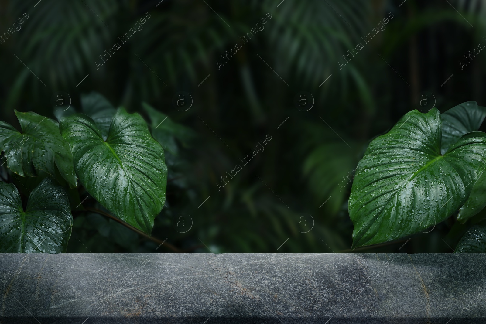 Grey table in jungle. Empty surface against tropical plants with green leaves. Poster with space for design Image of Grey table in jungle. Empty surface against tropical plants with green leaves. Poster with space for design