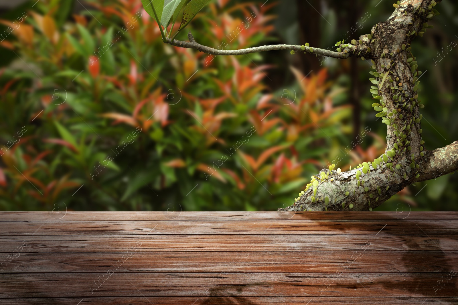 Wooden table in jungle. Empty surface against tropical plant. Poster with space for design Image of Wooden table in jungle. Empty surface against tropical plant. Poster with space for design