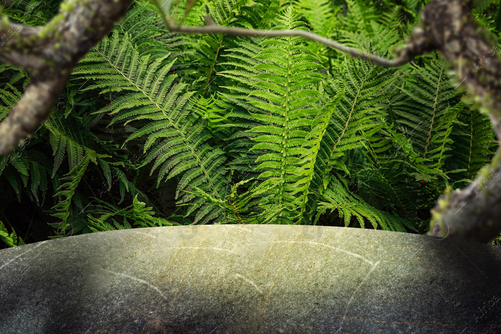 Grey table in jungle. Empty surface against green fern leaves. Poster with space for design Image of Grey table in jungle. Empty surface against green fern leaves. Poster with space for design