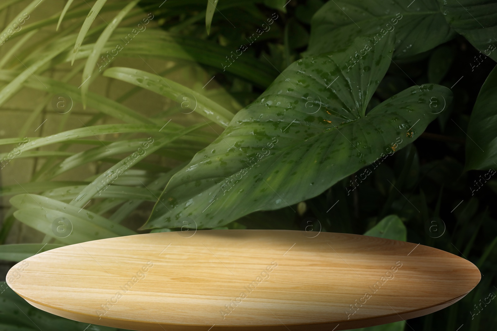 Round table in jungle. Empty wooden surface and tropical plants with green leaves. Poster with space for design Image of Round table in jungle. Empty wooden surface and tropical plants with green leaves. Poster with space for design