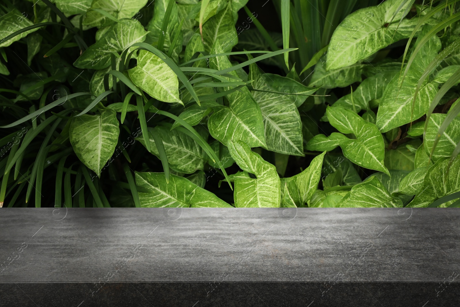 Grey table in jungle. Empty surface against tropical plants with green leaves. Poster with space for design Image of Grey table in jungle. Empty surface against tropical plants with green leaves. Poster with space for design