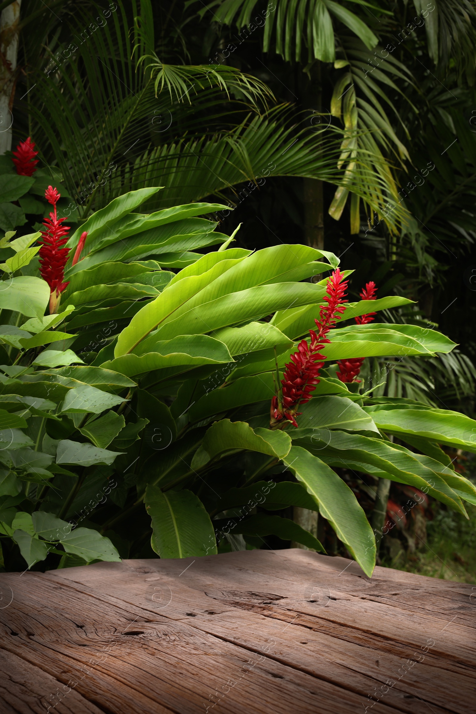 Wooden table in jungle. Empty surface among tropical plants. Poster with space for design Image of Wooden table in jungle. Empty surface among tropical plants. Poster with space for design