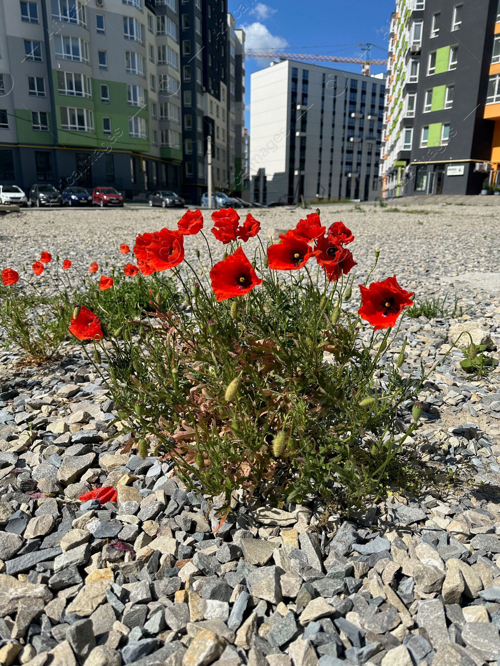Beautiful poppy flowers growing on city street Photo of Beautiful poppy flowers growing on city street