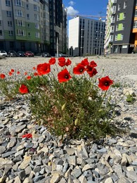 Photo of Beautiful poppy flowers growing on city street