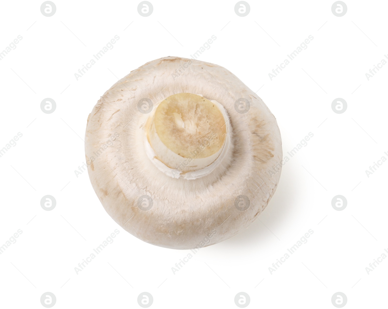 One fresh raw champignon isolated on white, top view Photo of One fresh raw champignon isolated on white, top view