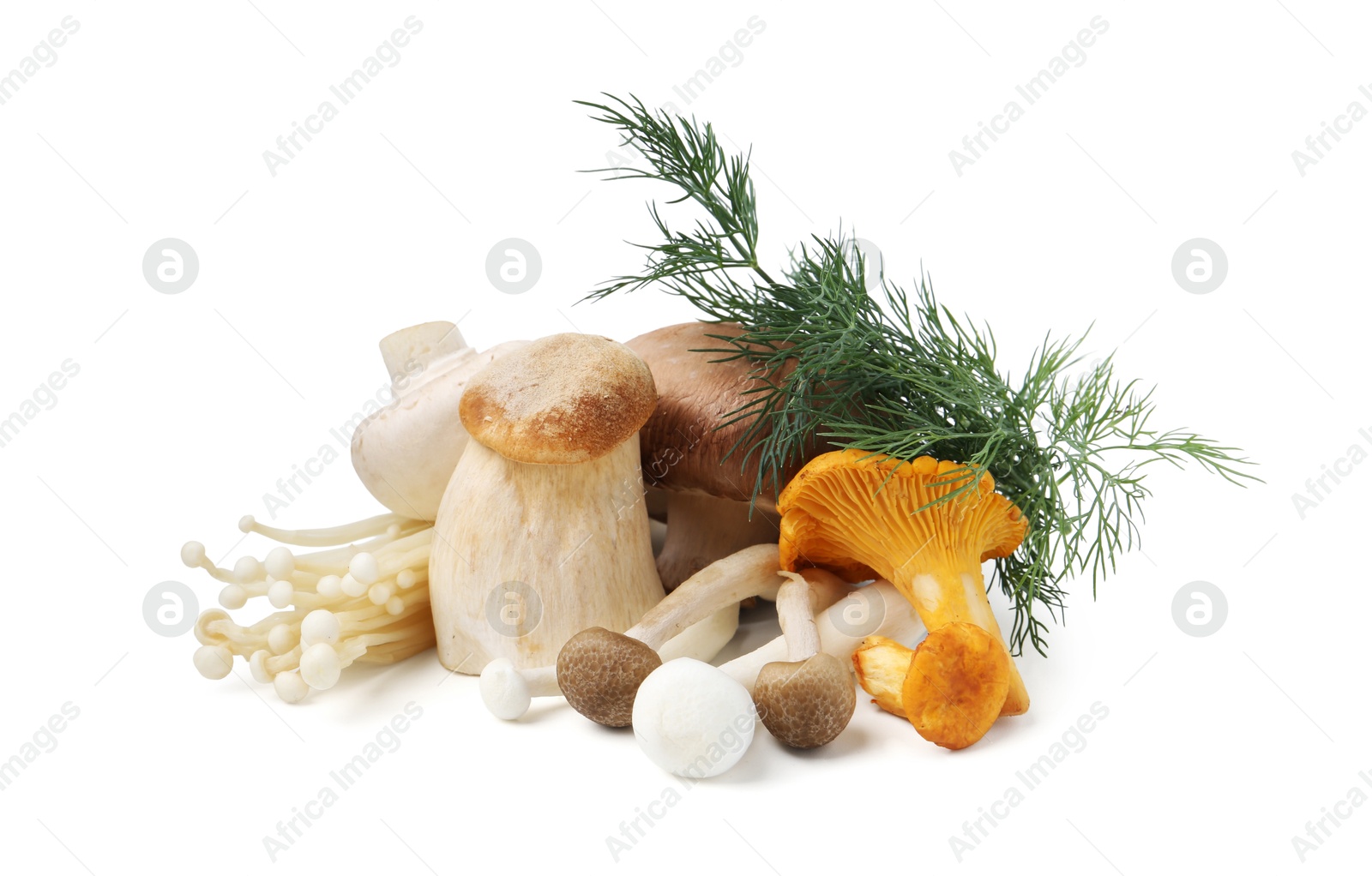 Different raw mushrooms and dill isolated on white Photo of Different raw mushrooms and dill isolated on white