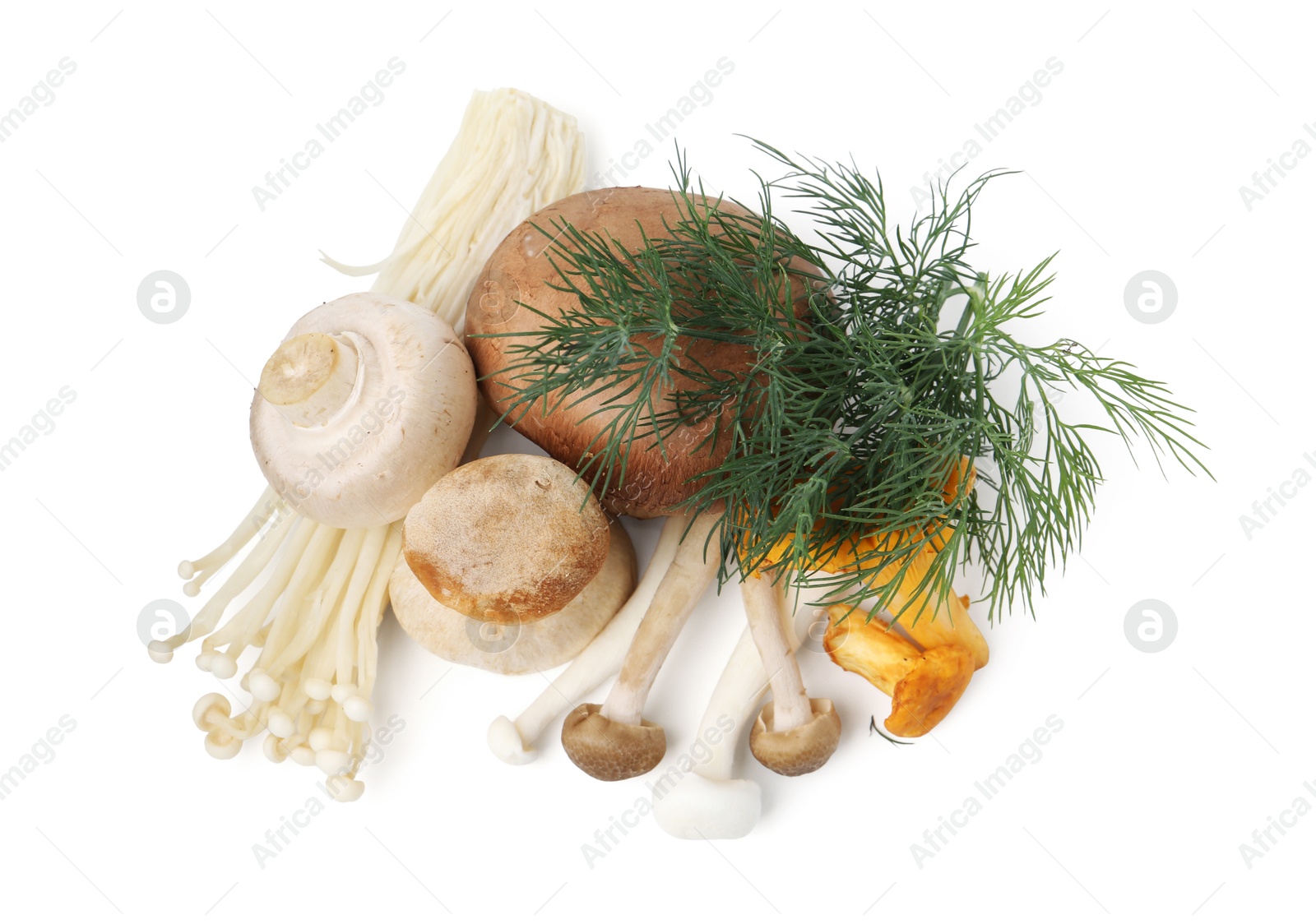 Different raw mushrooms and dill isolated on white, top view Photo of Different raw mushrooms and dill isolated on white, top view