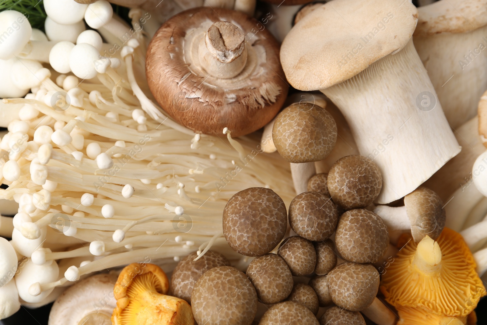 Photo of Different raw mushrooms as background, top view