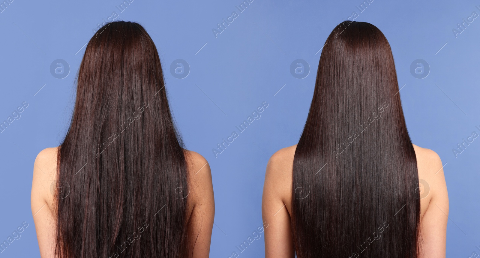 Before and after hair lamination procedure, collage. Woman showing hair on blue violet background, back view Image of Before and after hair lamination procedure, collage. Woman showing hair on blue violet background, back view
