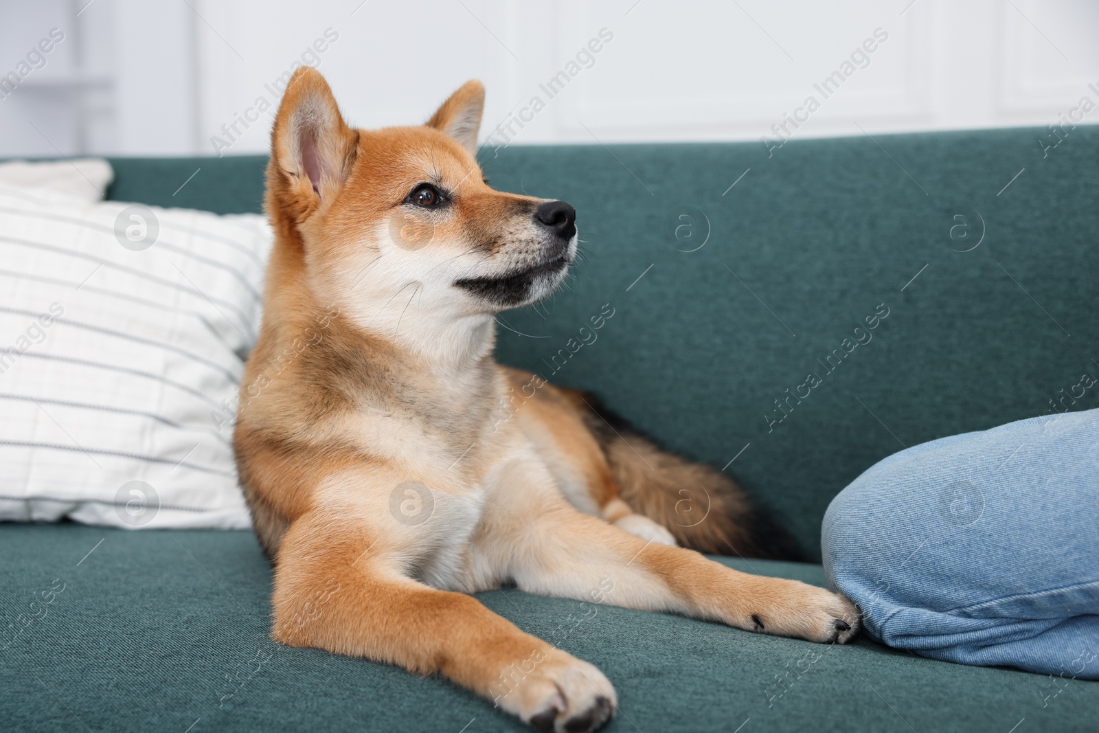 Cute dog and child on sofa at home, closeup Photo of Cute dog and child on sofa at home, closeup