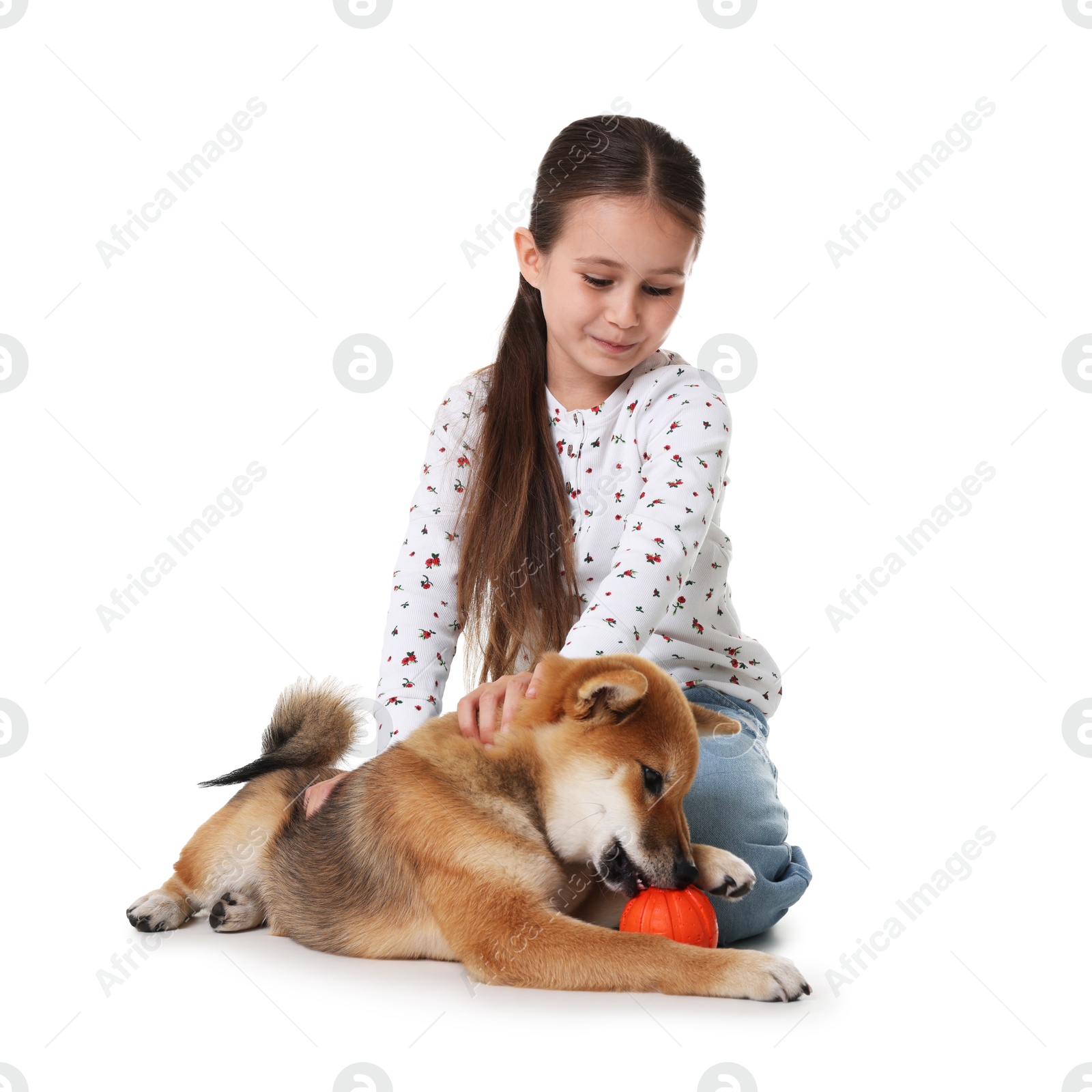 Cute little girl and her dog with pet toy on white background Photo of Cute little girl and her dog with pet toy on white background