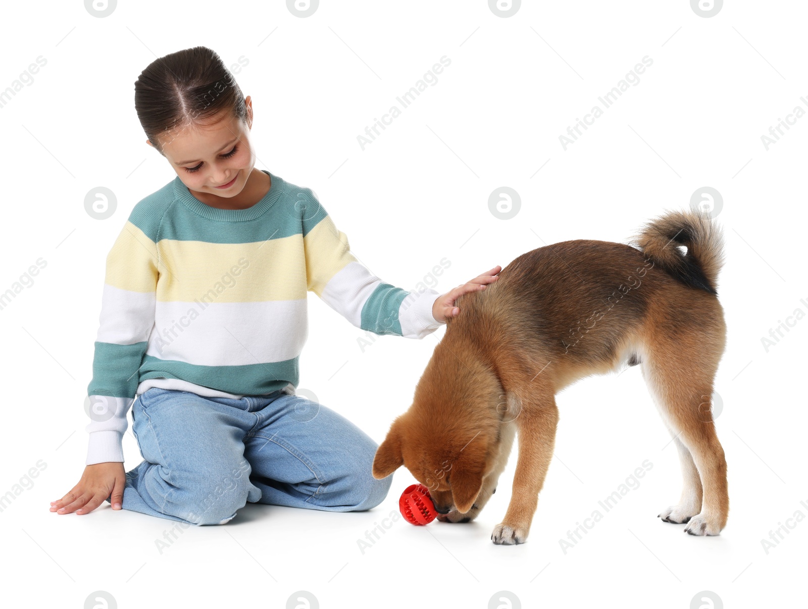 Cute little girl and her dog with pet toy on white background Photo of Cute little girl and her dog with pet toy on white background