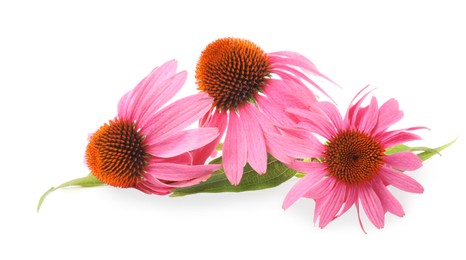 Photo of Beautiful pink Echinacea flowers isolated on white