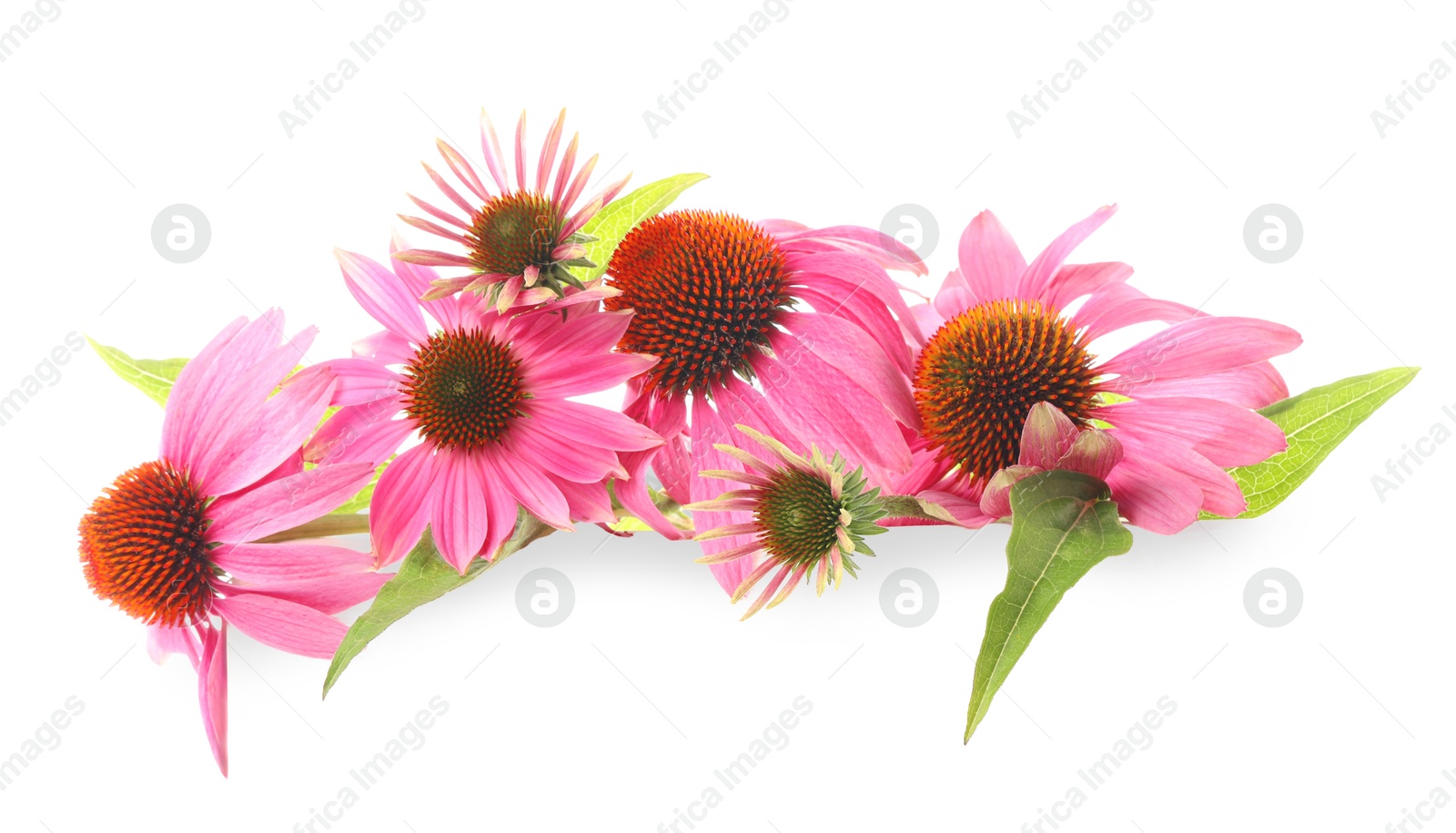 Beautiful pink Echinacea flowers isolated on white Photo of Beautiful pink Echinacea flowers isolated on white