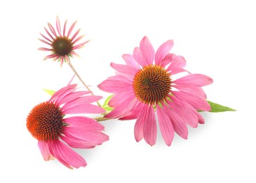 Photo of Beautiful pink Echinacea flowers isolated on white