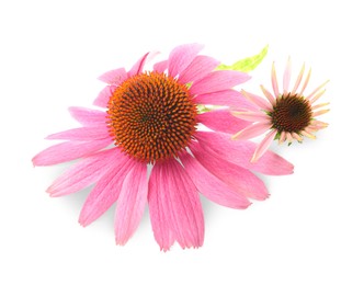 Photo of Beautiful pink Echinacea flowers isolated on white