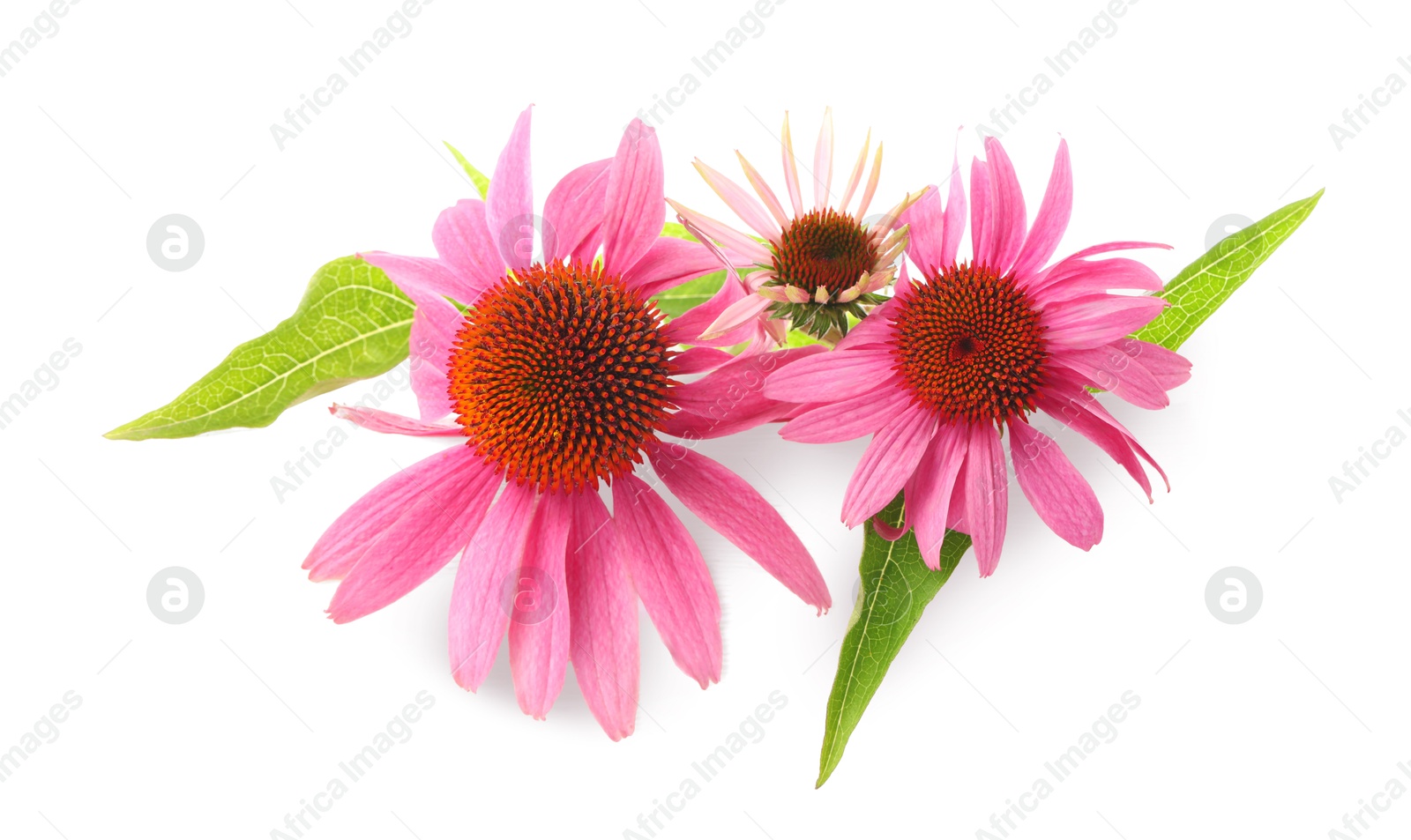 Beautiful pink Echinacea flowers isolated on white Photo of Beautiful pink Echinacea flowers isolated on white